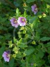 Anisodontea capensis