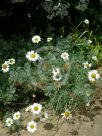 Anthemis cupaniana