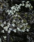 Anthriscus sylvestris Ravenswing