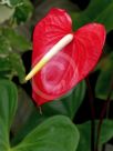 Anthurium andraeanum