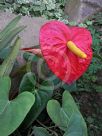 Anthurium andraeanum