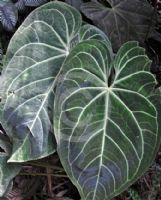 Anthurium crystallinum