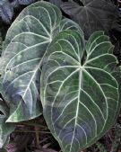 Anthurium crystallinum