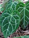 Anthurium crystallinum