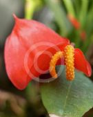 Anthurium scherzerianum