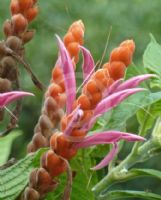 Aphelandra sinclairiana