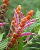 Aphelandra sinclairiana