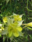 Aquilegia cultorum