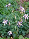 Aquilegia cultorum