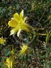 Aquilegia longissima