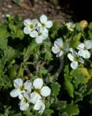 Arabis caucasica