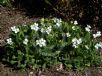 Arabis caucasica