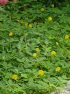 Arachis pintoi