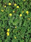 Arachis pintoi