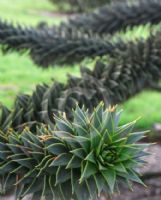 Araucaria araucana