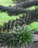 Araucaria araucana