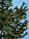 Araucaria araucana