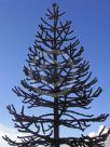 Araucaria araucana