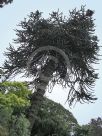 Araucaria araucana