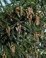 Araucaria bidwillii