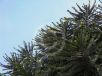 Araucaria bidwillii