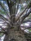 Araucaria bidwillii