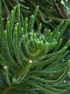 Araucaria columnaris