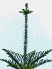 Araucaria heterophylla