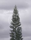 Araucaria heterophylla