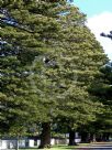 Araucaria heterophylla