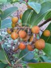 Arbutus andrachne