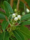 Arbutus canariensis