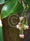 Arbutus canariensis