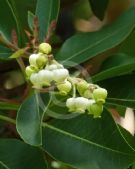 Arbutus xalapensis