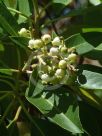 Arbutus xalapensis