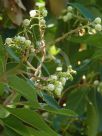 Arbutus xalapensis