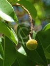 Arbutus xalapensis