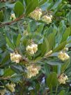 Arbutus unedo