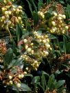 Arbutus unedo