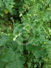 Arctium lappa