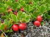 Arctostaphylos uva-ursi