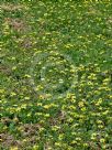 Arctotheca calendula