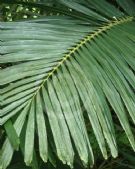 Areca catechu