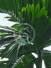 Areca catechu