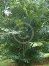 Areca catechu