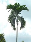 Areca catechu