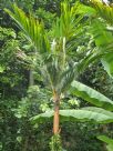 Areca vestiaria