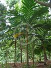 Areca vestiaria