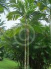 Areca vestiaria