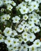 Arenaria montana